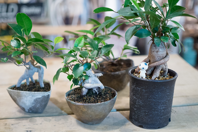 一人暮らしでも育てやすい観葉植物 ガジュマル のミニ鉢植えをdiy Chintai情報局